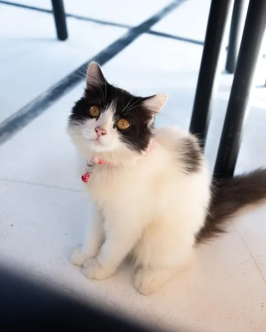 Alba, the black-and-white OZ cat, sits on the floor and looks up.