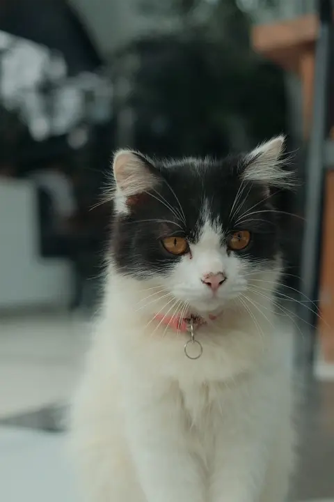 Le chat d’OZ regarde autour de lui sur la terrasse.